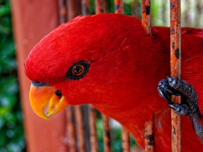 Cage Barreaux Oiseaux Exotiques