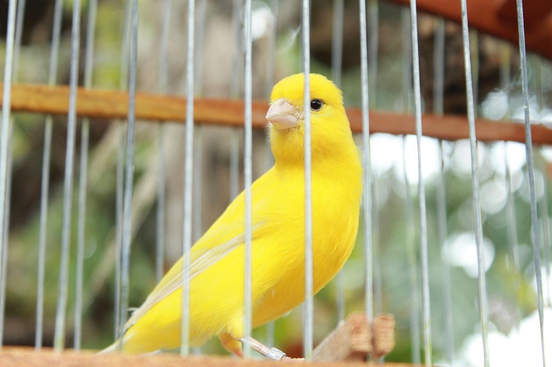 Cage Canaris Oiseaux Exotiques