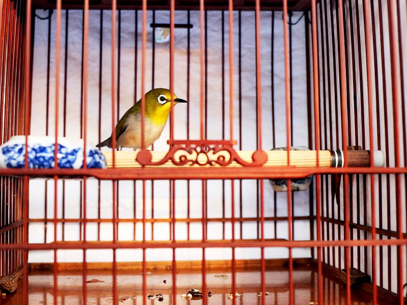 Cage Transport Oiseaux Exotiques