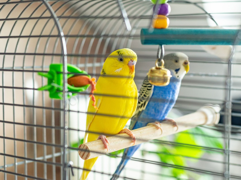 Cages Perruche Ondulée Couple Oiseaux Exotique
