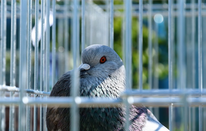 Cages Pigeon Oiseaux Exotiques